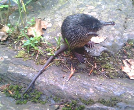 Desman Moulin de la Laurède 06 06 2011