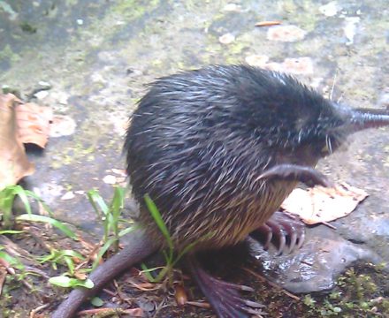Desman Moulin de la Laurède 06 06 2011