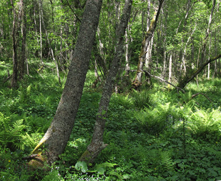 Projection: Cylindrical (1)
FOV: 249 x 64
Ev: 11.11