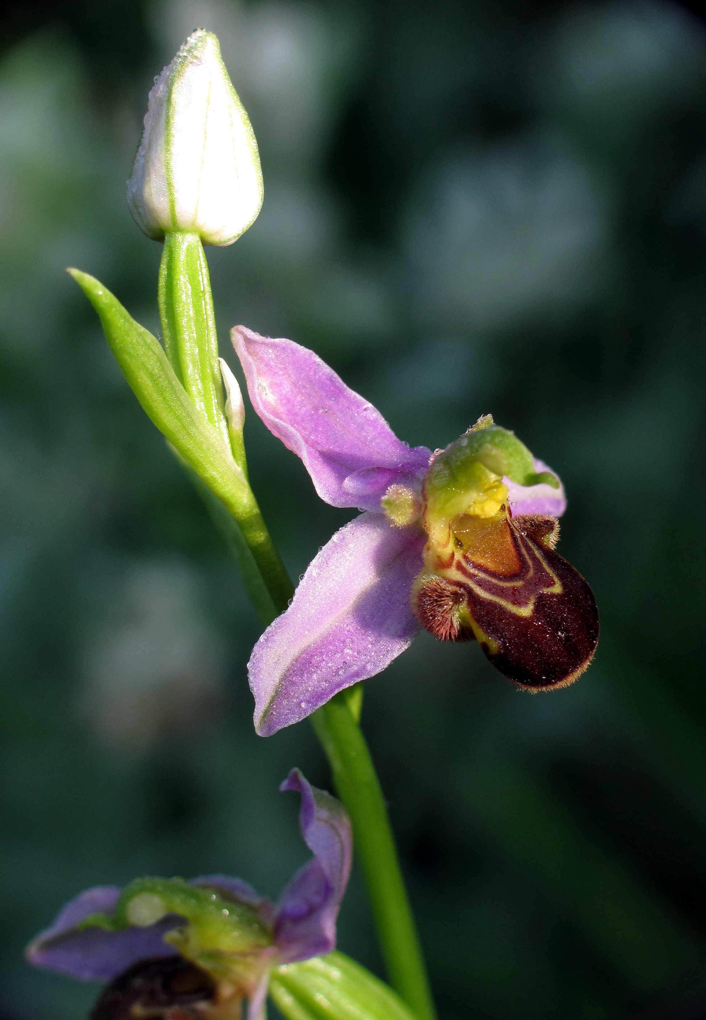 Ophrys abeille