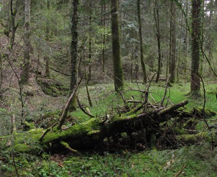 Projection: Cylindrical (1)
FOV: 154 x 52
Ev: 8.25