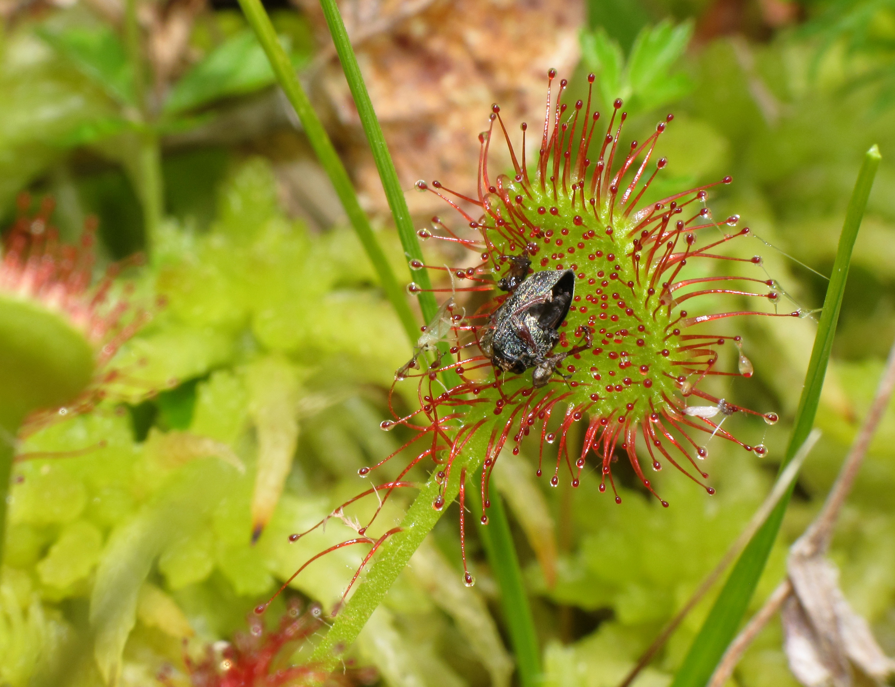 Une drosera rotundifolia