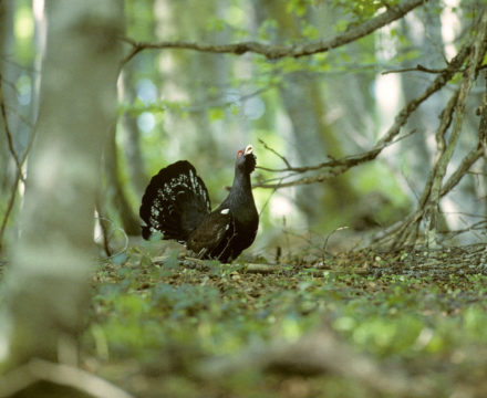Grand Tétras des Pyrénées Ariégeoises