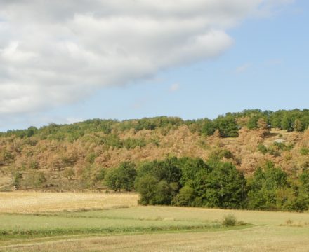 forêt aux couleurs d'automne août 2020