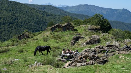 un cheval castillonnais dans les pyrénées ariégeoises