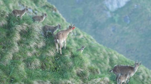 bouquetins au mont Beas- Julien Canet