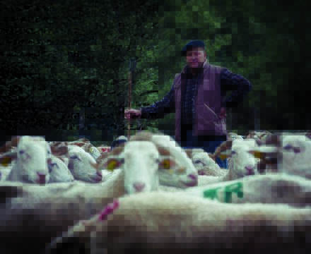 France, Occitanie, Midi-Pyrénées, Ariège (09), Biros, Sentein, Eylie, portrait d'un berger // France, Occitanie, Midi-Pyrenees, Ariege, Biros, Sentein, Eylie, portrait of a shepherd