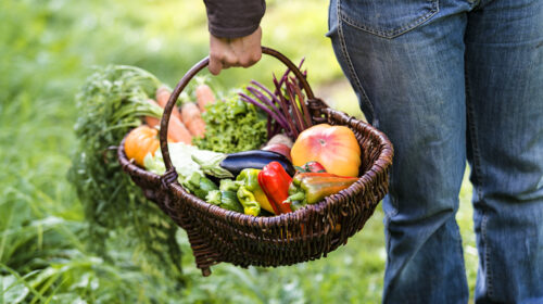 Photo Yohan Chevojon