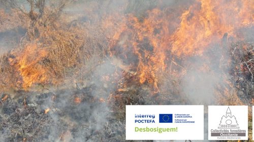 Le débroussaillement joue un rôle dans la prévention du risque incendie.