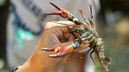 L'écrevisse signal est une espèce exotique envahissante. PHOTO MALOU DUTHEIL