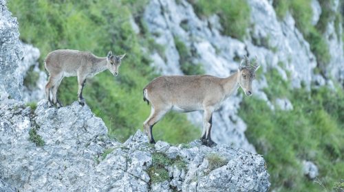 Suite aux observations de ce printemps, la population de bouquetins est évaluée à environ 280 individus en Ariège. PHOTO JULIEN CANET