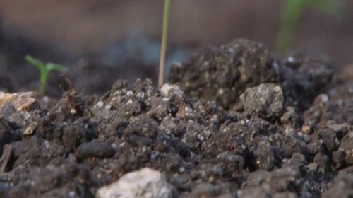 Photo UFALP Cécile Favier