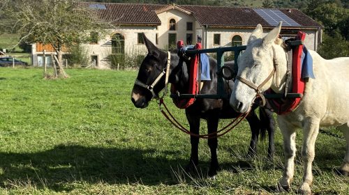 Deux mules ont participé aux opérations de restauration de la mare.