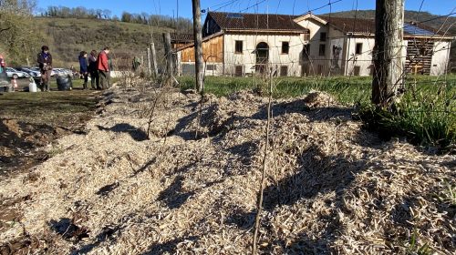 Les jeunes plants ont été protégés par un paillage au sol. PHOTO PNRPA