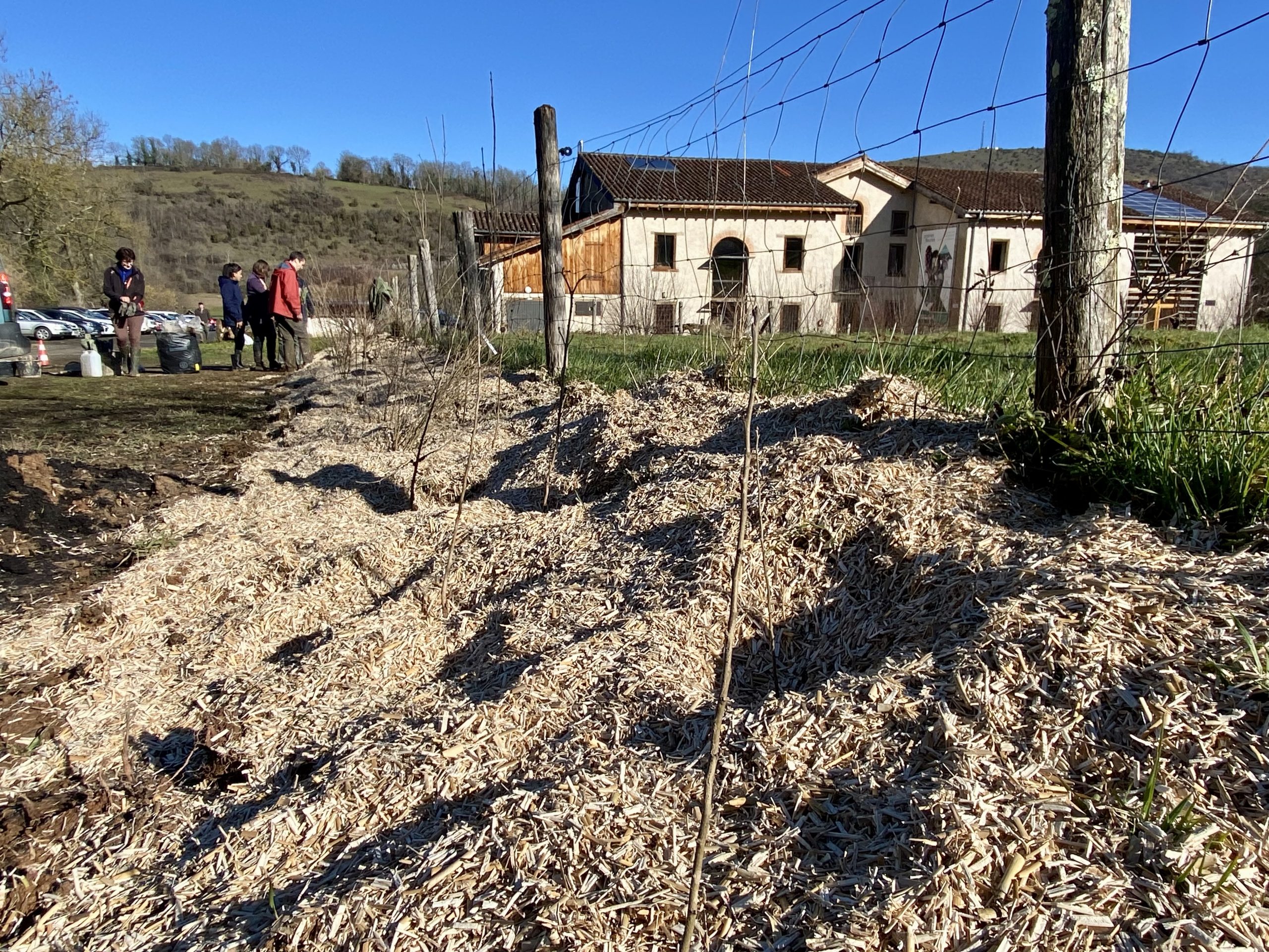 Les jeunes plants ont été protégés par un paillage au sol. PHOTO PNRPA