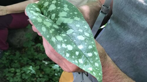 Un atelier de cueillette et de dégustation de plantes sauvages comestibles était organisé en juin.